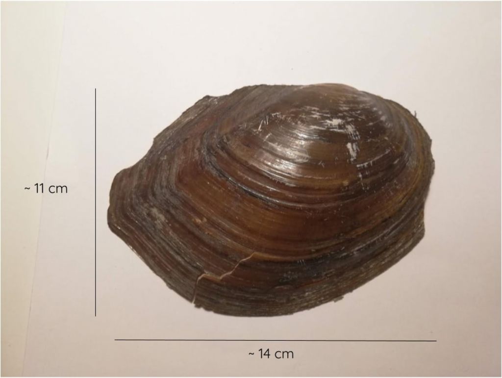 Anodonta anatina vs Sinanodonta woodiana